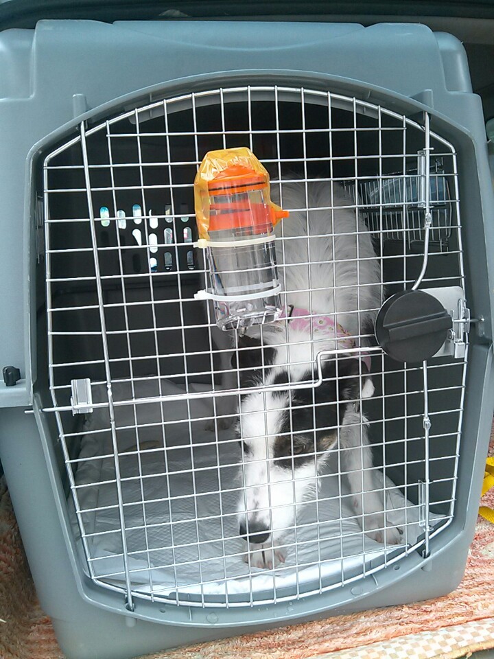 Sofia in her crate gets a taxi ride to the airport.