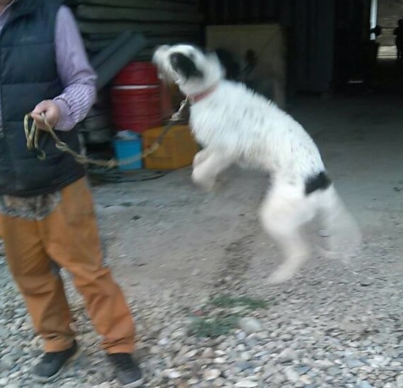 Sofia jumping for joy to be OUT of the pound!