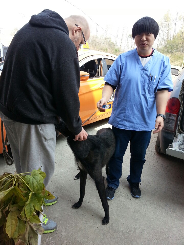 Pepper is delivered to the vet in Seoul