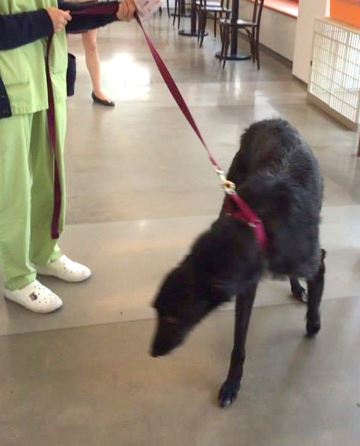 Pepper getting a bit of a stroll in the vet clinic.