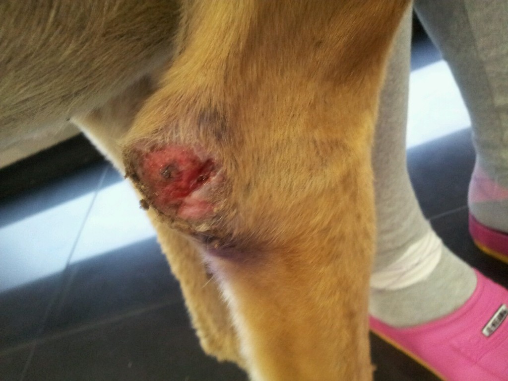 Inch had hookworm, skin lesions like this, and heartworm