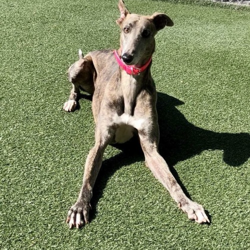 sighthound adoption